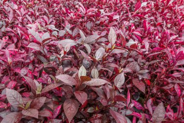Kırmızı poinesettia