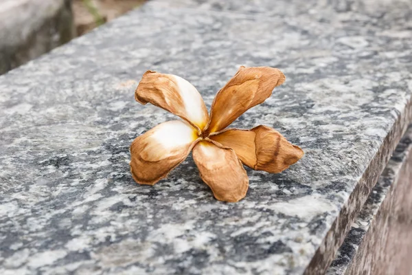 Frangipani flowers dry on the marble — Stock Photo, Image