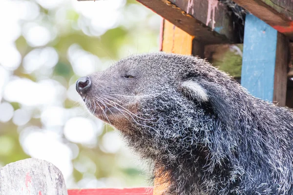 Binturong — Stok fotoğraf