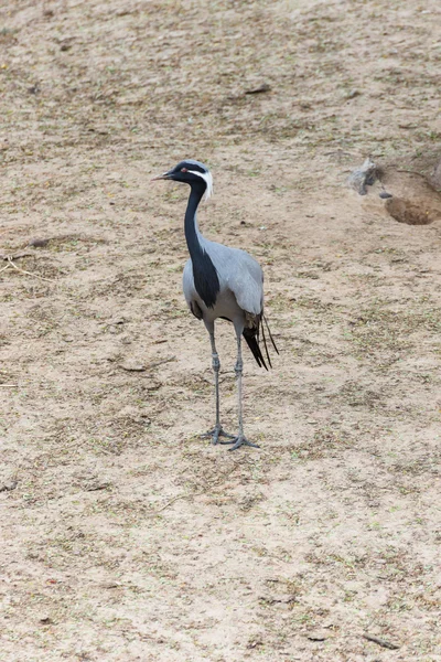 Red-crowned crane — Stock Photo, Image