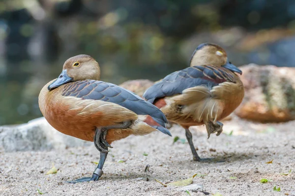 Lesser Whistling Duck — Stock Photo, Image