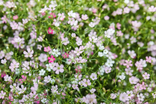 Gypsophilia çiçek.
