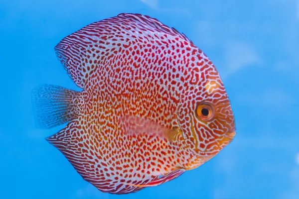 Discus fish — Stock Photo, Image