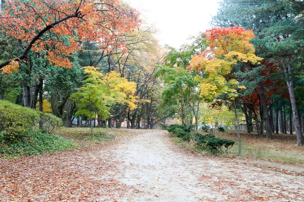 Namiseom Insel im Herbst — Stockfoto