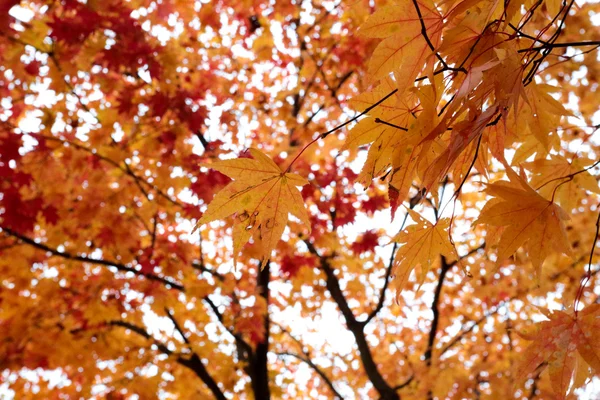Érable d'automne — Photo