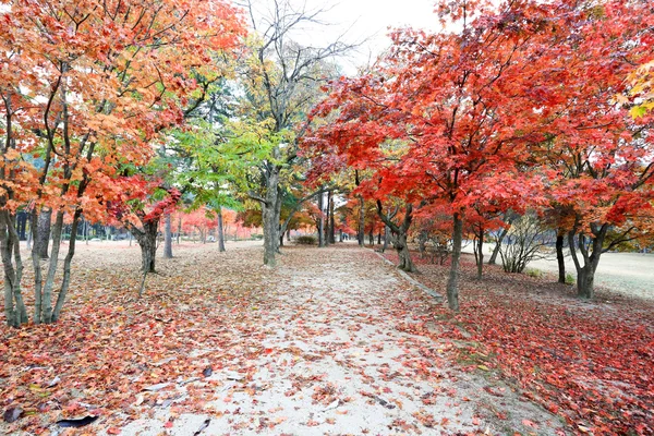 Namiseom Insel im Herbst — Stockfoto