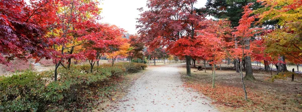 Namiseom Insel im Herbst — Stockfoto