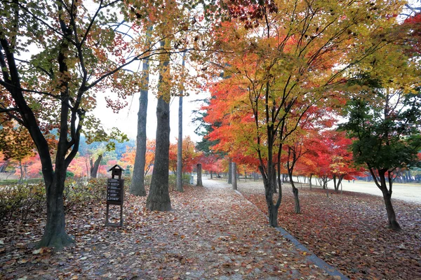 Namiseom island in autumn — Stock Photo, Image
