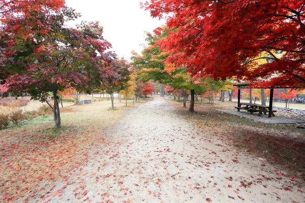 Namiseom Insel im Herbst — Stockfoto