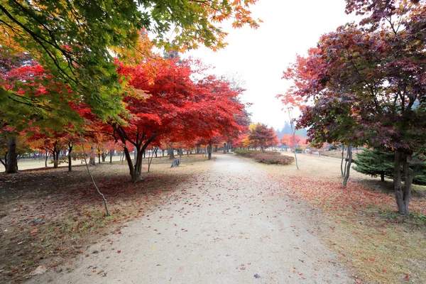 Namiseom Insel im Herbst — Stockfoto