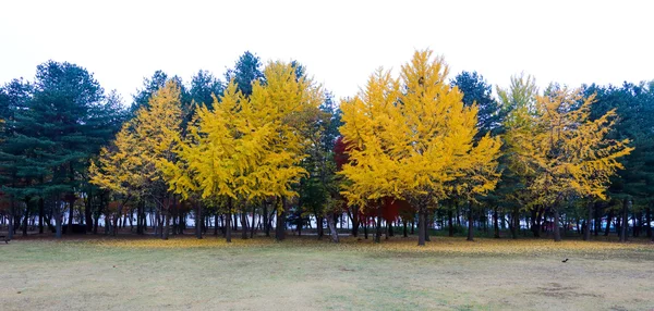 Namiseom island in autumn — Stock Photo, Image