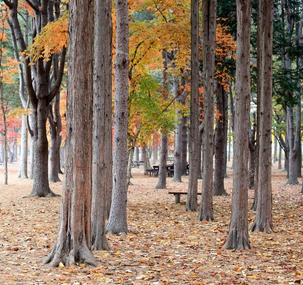 Güz Namiseom Adası