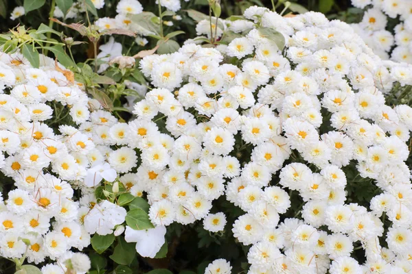 Bílé chrysanthemum — Stock fotografie