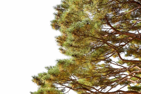 Branche de pin vert — Photo