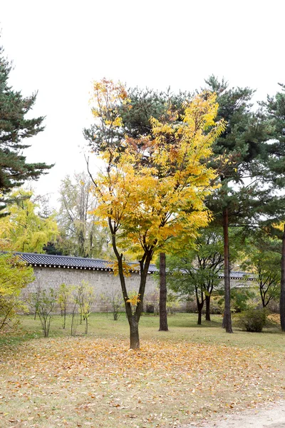 Puu syksyllä sisällä Gyeongbokgung Palace — kuvapankkivalokuva
