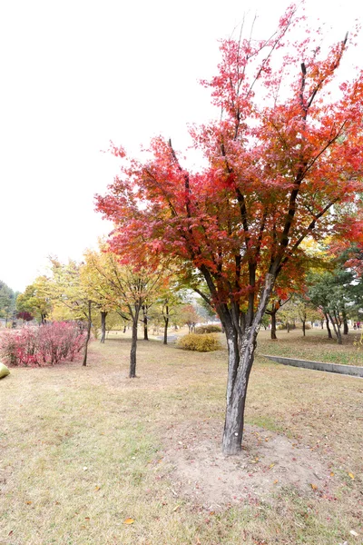 The tree in autumn inside of Gyeongbokgung Palace — Stock Photo, Image