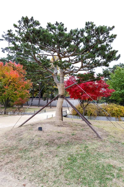 The tree in autumn inside of Gyeongbokgung Palace — Stock Photo, Image