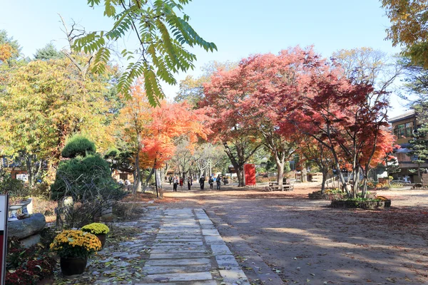 Namiseom island in autumn — Stock Photo, Image