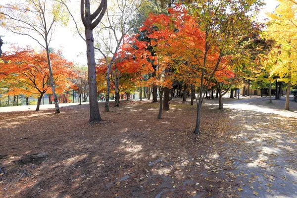 Isola di Namiseom in autunno — Foto Stock