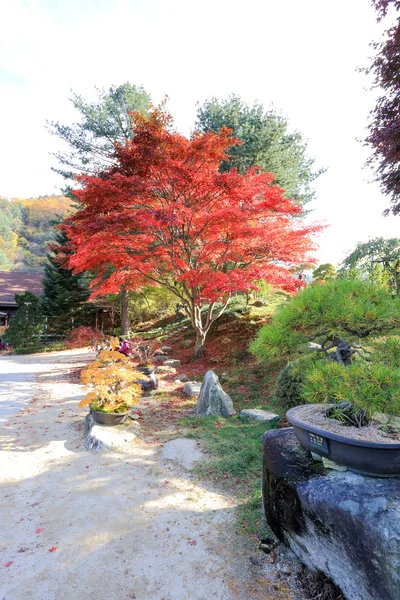 The Garden of Morning Calm — Stock Photo, Image