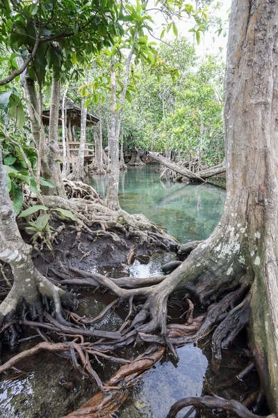 Mangrove forests — Stock Photo, Image