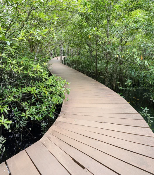 Trä-bron i mangrove fores — Stockfoto