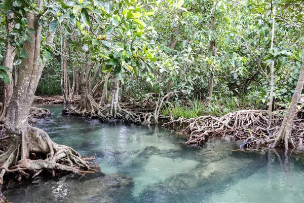 Florestas de manguezais Imagens Royalty-Free