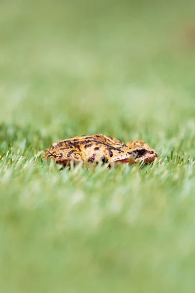 Side View of Common Frog in Grass — Stock Photo, Image
