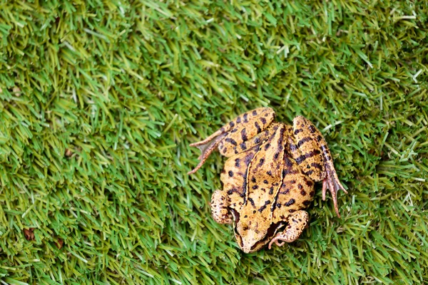 Overhead View of Common Frog on Grass — Stock Photo, Image