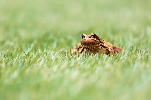 Front View of Common Frog in Grass — Stock Photo, Image