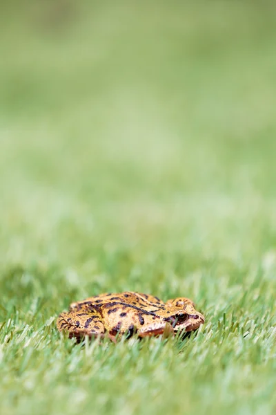 Side Profile View of Common Frog in Grass — Stock Photo, Image