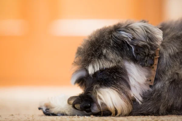 Primer plano de perro pequeño acostado en el piso —  Fotos de Stock