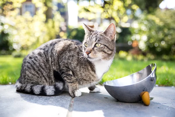 Tekir kedi döşeli bir geçit üzerinde