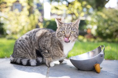 Tekir kedi onun Dudak yalama
