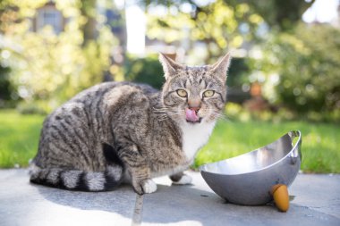 Tabby cat licking its lips clipart