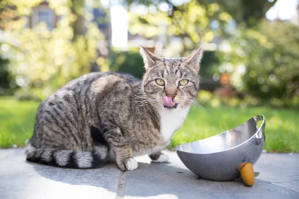 Tabby gatto leccarsi le labbra — Foto Stock