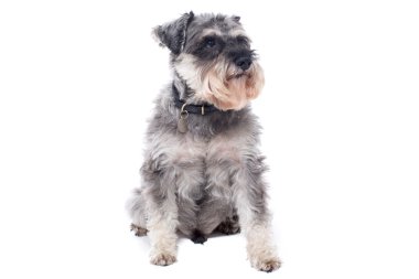 Minyatür Schnauzer gri Terrier portresi