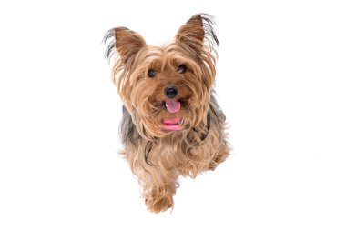 Portrait of Yorkshire Terrier with Pink Collar clipart