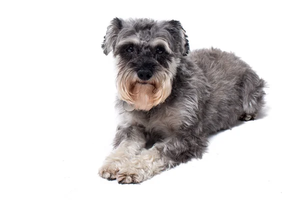 Miniatura Schnauzer Terrier Deitado — Fotografia de Stock