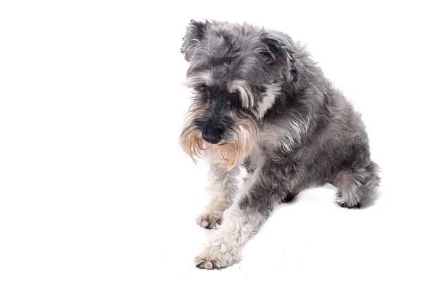 Terrier miniature Schnauzer gris en studio — Photo