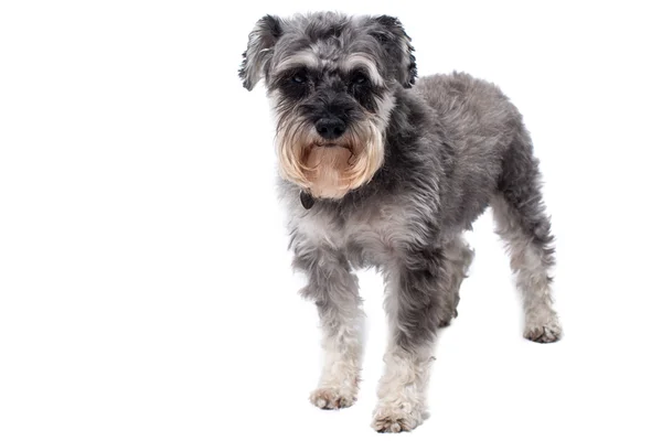 Miniatyyri Schnauzer Terrier seisoo Studio — kuvapankkivalokuva