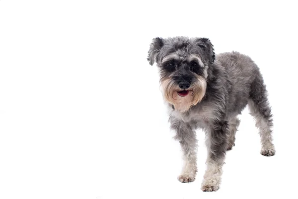 Retrato de cinza em miniatura Schnauzer Terrier Dog — Fotografia de Stock