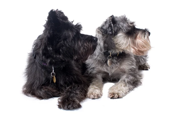 Twee Terriers op zoek in dezelfde richting in Studio — Stockfoto