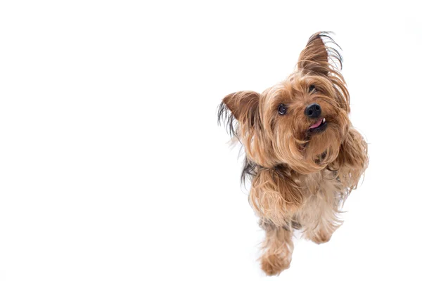 Yorkshire Terrier Cocking Head to Side — Stock Photo, Image