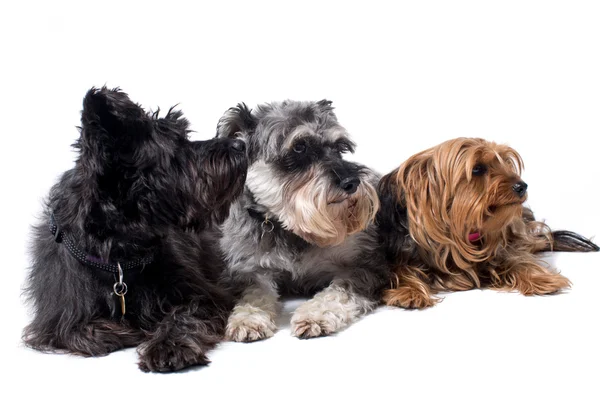 Trois Terriers regardant dans la même direction dans Studio — Photo