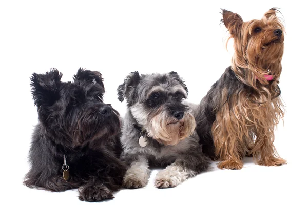 Three Different Types of Terriers Sitting Together — Stock Photo, Image