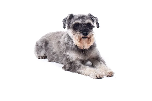 Terrier Schnauzer in miniatura sdraiato Immagini Stock Royalty Free
