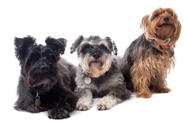 Tre diversi tipi di terrier seduti insieme Foto Stock