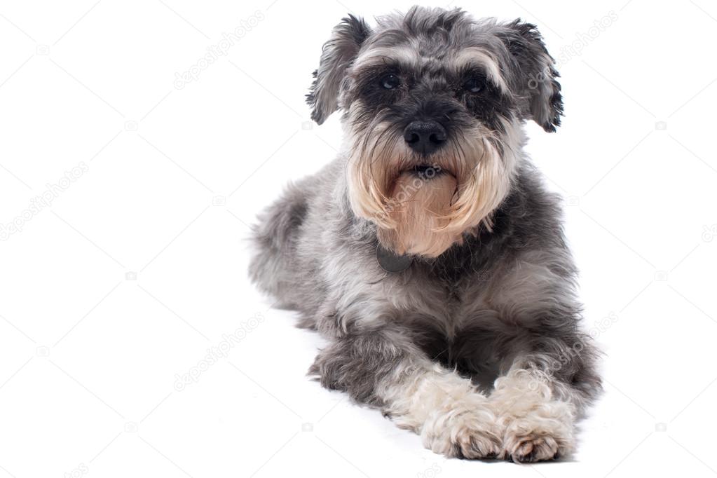 grey and white miniature schnauzer