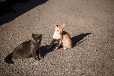 Siyah ve kırmızı iki kedi güneşte birbirleriyle oynuyorlar.